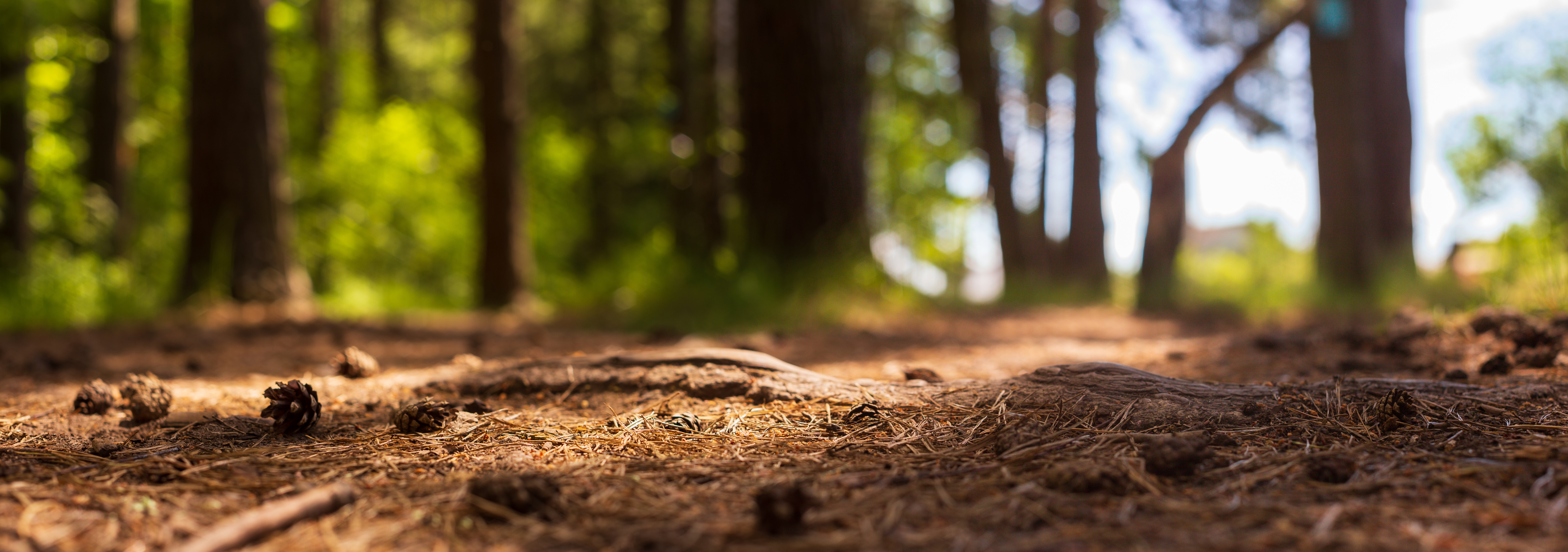 Grounding: Bears, Breathing, and the Brain
